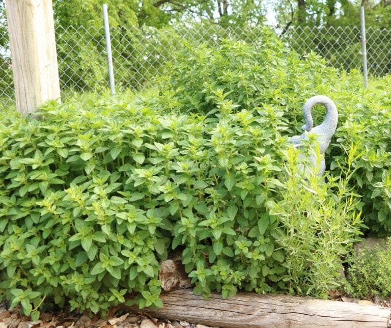 I don’t know about you, but my herb plants produce far more herbs than I could ever use. What can you do with excess herbs from the garden? Check out these ideas.