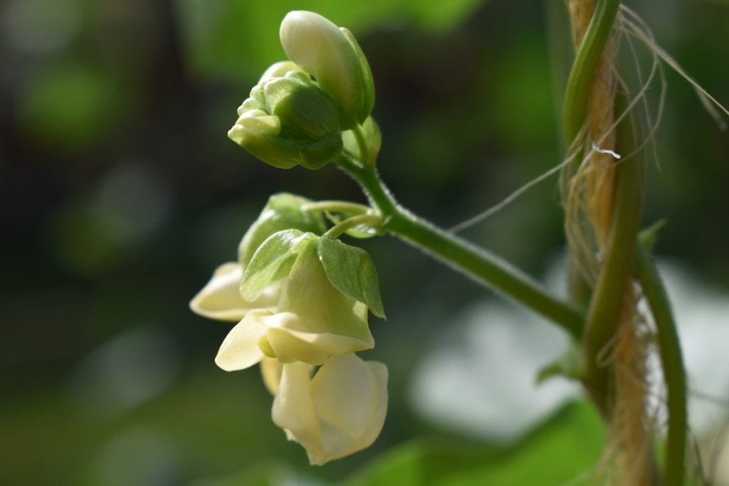 Green bean plant in the garden