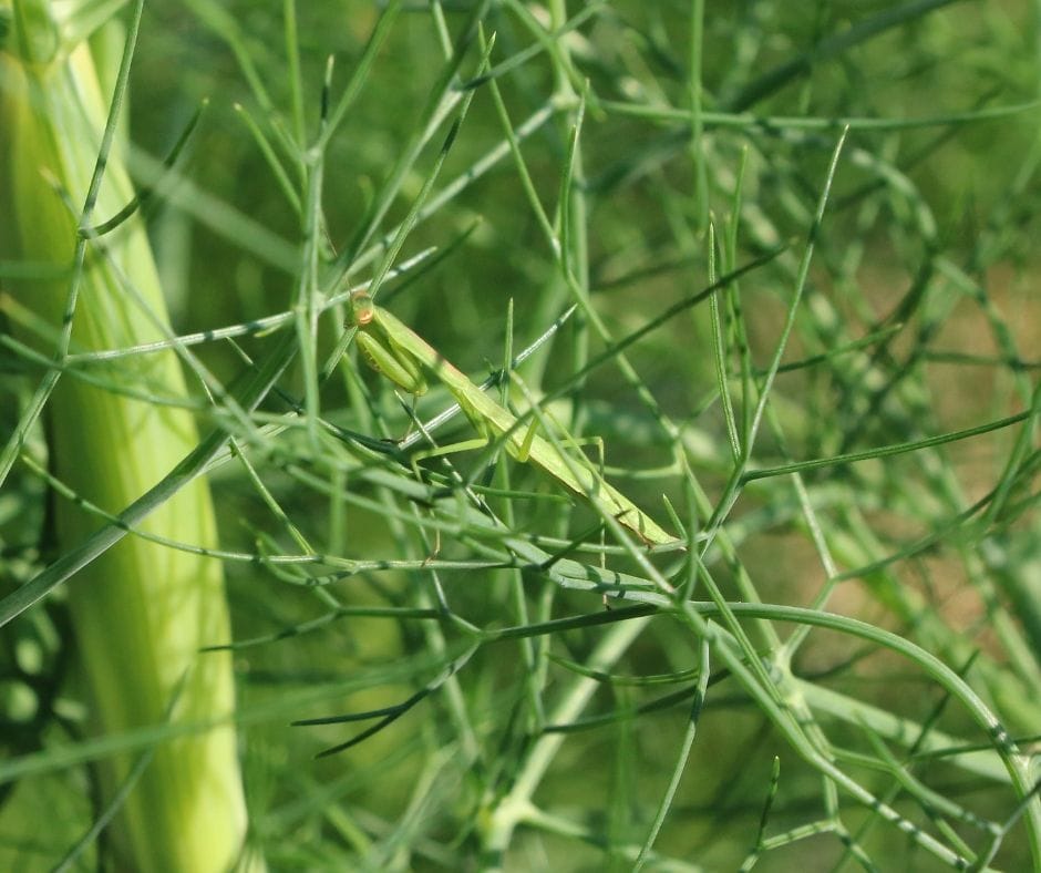 Adult praying mantis hiding in fennel in the garden