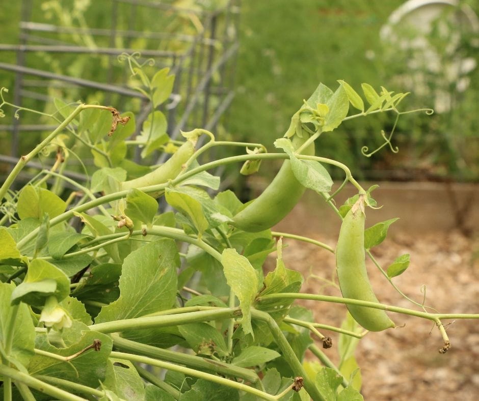 Sweet peas are easy to grow and take up very little space in the garden. If you’re already growing a spring or fall garden, tuck a few pea seeds along the fence and let them do their thing.