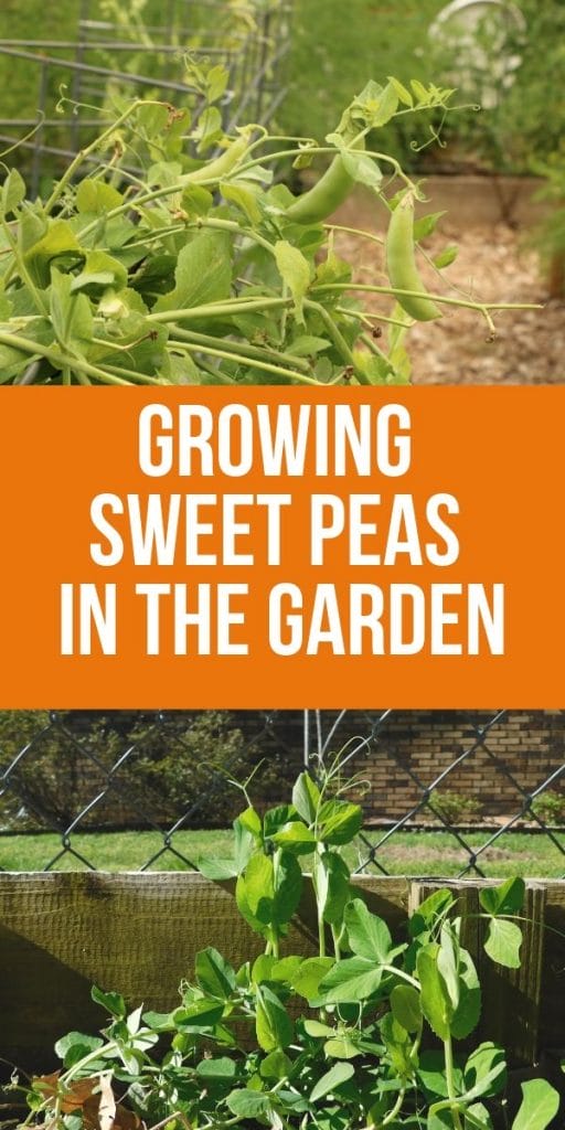 Sweet peas are easy to grow and take up very little space in the garden. If you’re already growing a spring or fall garden, tuck a few pea seeds along the fence and let them do their thing.