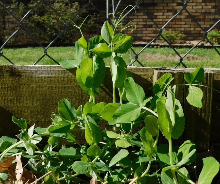 In Oklahoma there is still plenty to do in the garden in November. Even though the garden season is winding down, there is still plenty to grow.