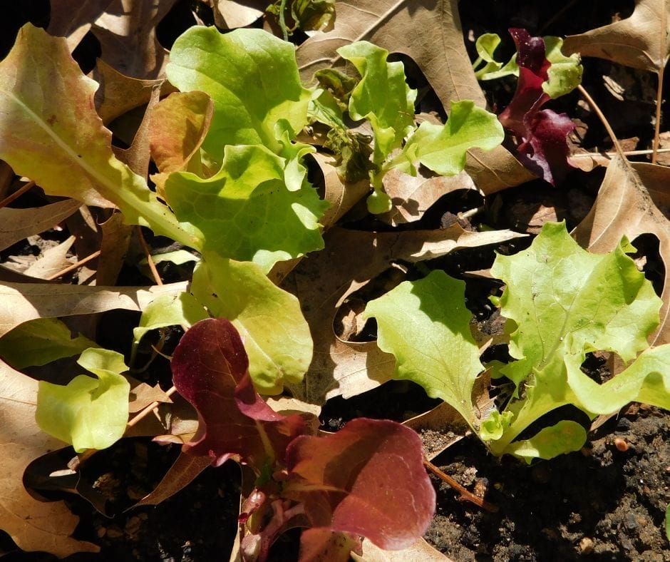 Lettuce sprouts in the garden