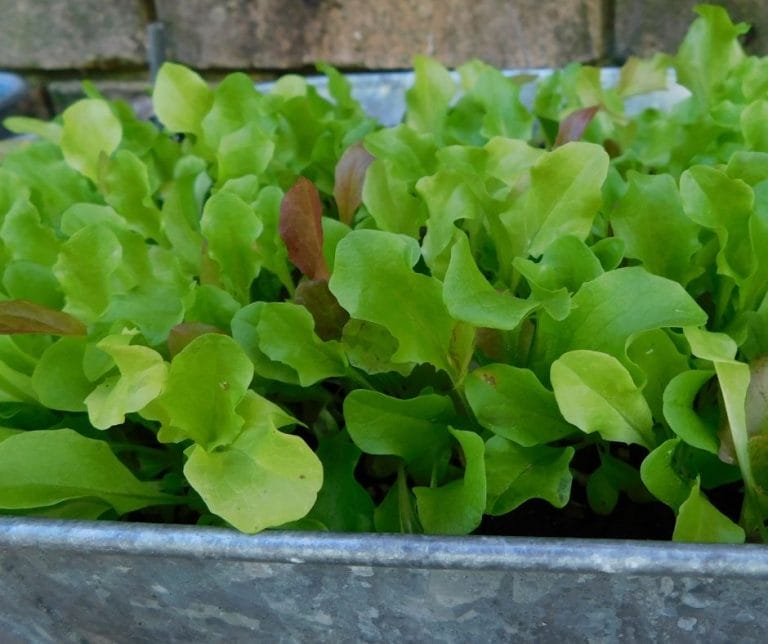 Homegrown lettuce is lightyears away from store-bought lettuce. Grow lettuce at home and you’ll be hooked for life!
