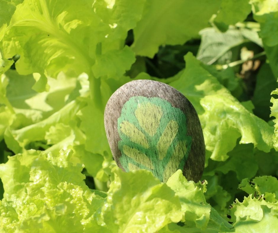 lettuce in the garden with painted wooden spoon marker, how to grow lettuce