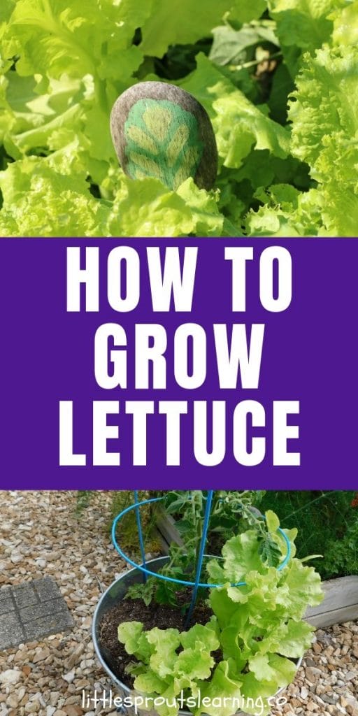 lettuce growing in a small space in the garden with a painted wooden spoon garden marker and lettuce growing in a bucket