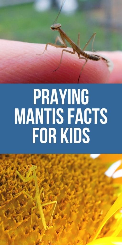 Kids love to learn from nature and praying mantis are a fascinating part of the natural world. Kids learn many things by studying these interesting creatures.