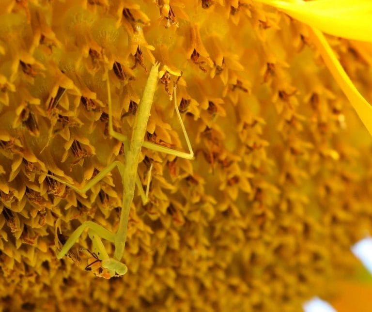 Kids love to learn from nature and praying mantis are a fascinating part of the natural world. Kids learn many things by studying these interesting creatures.