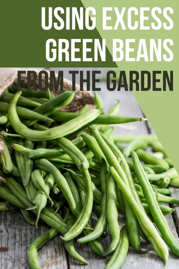 Sometimes the garden can bless us with too much of a good thing. Having excess green beans all at once can be overwhelming, but there are a ton of great things you can do with them.