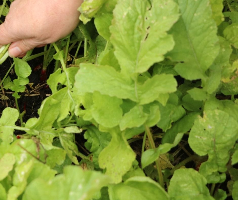 excess greens from radishes in the garden