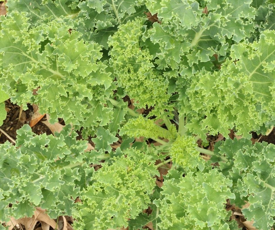 Sometimes the garden puts out more excess greens than you can handle at once. Check out these creative ways to use them and save them for later.