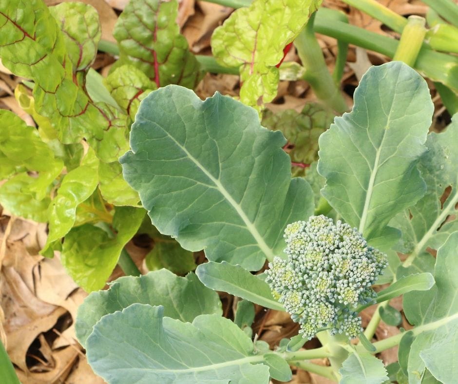 excess greens from broccoli and swiss chard in the garden