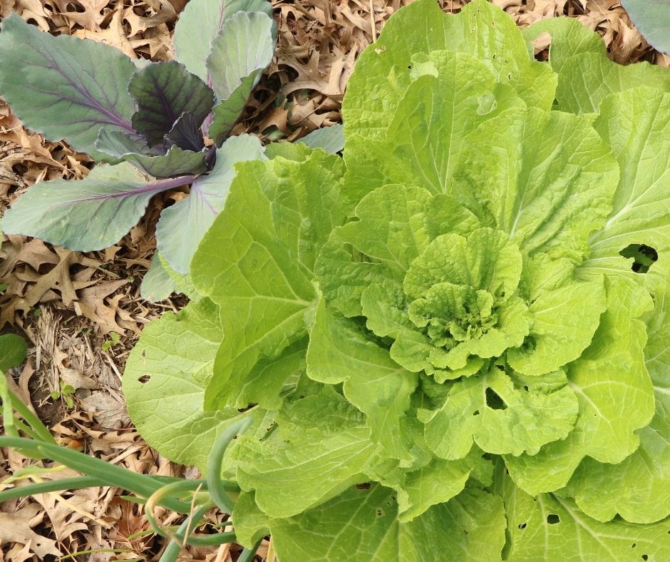 excess greens from chinese cabbage in the garden