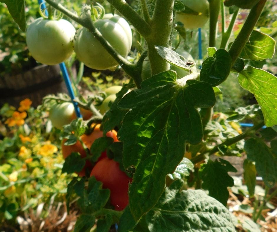 tomato plant with red and green tomatoes on it.