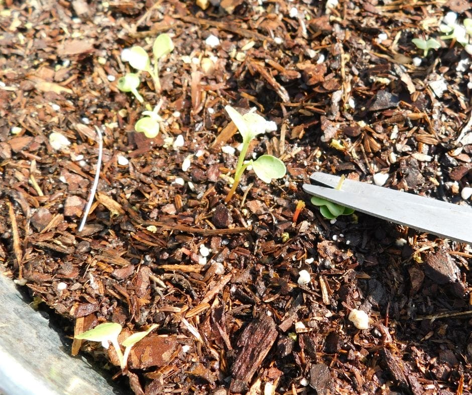 scissors cutting radish seedlings off at the ground to let the best seedlings grow into radishes in the bucket garden