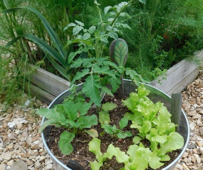 A great way to get started gardening is to try bucket gardening. There is no weeding and it’s a small space to keep up with while you’re learning.