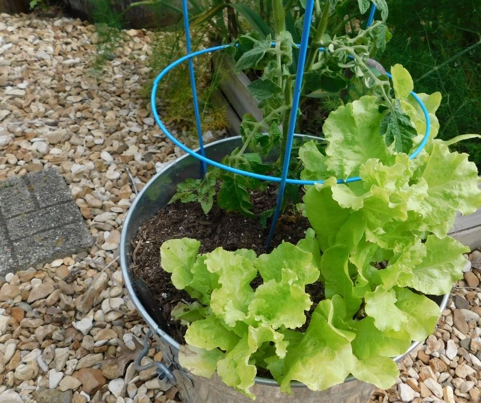 five gallon bucket garden with green lettuce and a nice healthy tomato plant growing