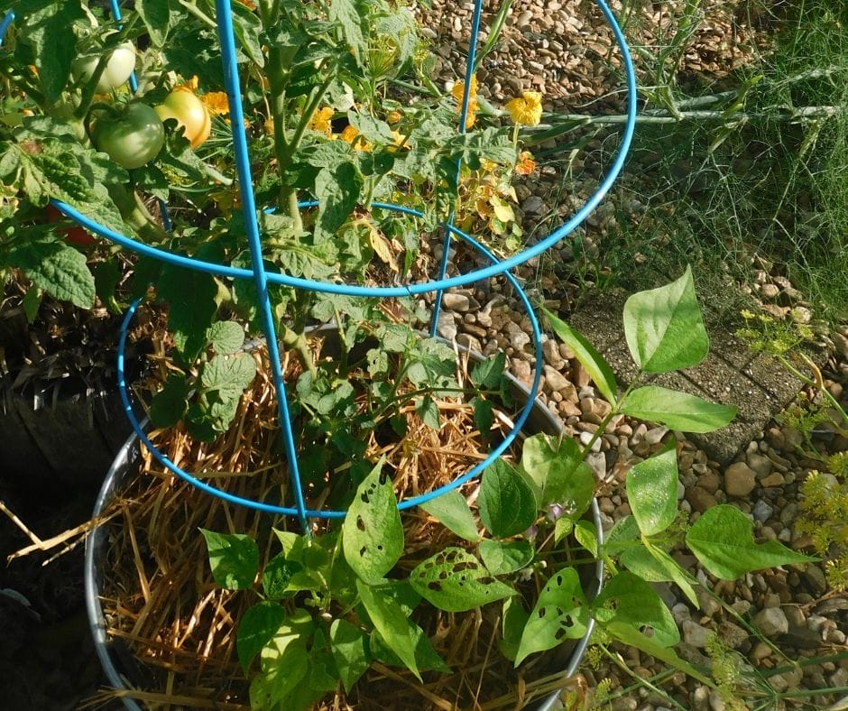 bucket garden with nice tomatoes growing on plant and green bean plants growing well, soil is mulched on top with straw