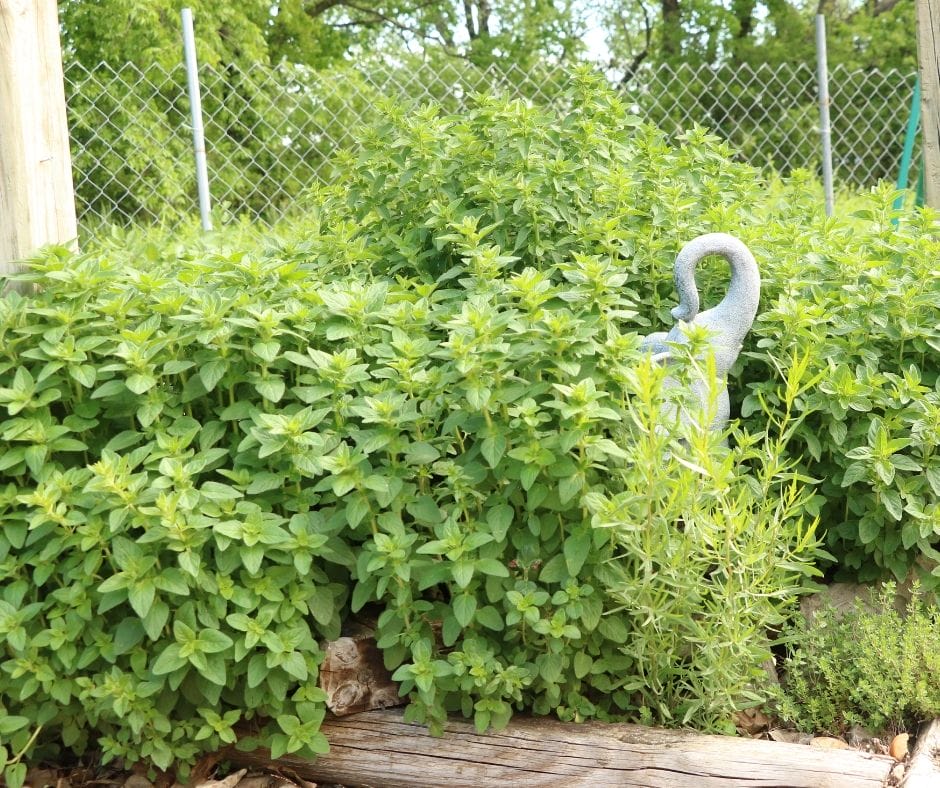 oregano growing in the garden with an elephant statue and a little marjoram growing