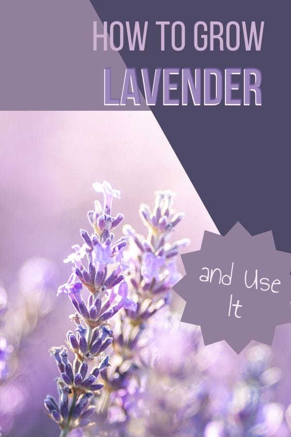 lavender sprigs growing in the garden