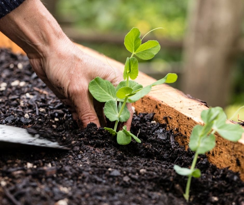 PLanting pea vines in the garden in december