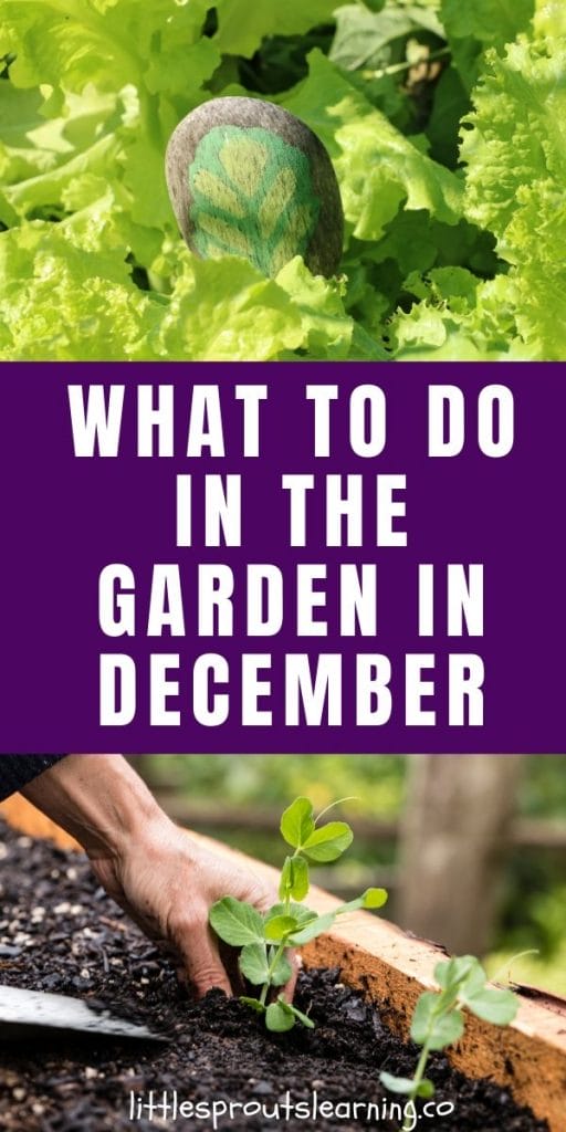 It’s possible that zone 7 may not have had a hard freeze in the garden in December. You could be gardening and picking out your Christmas tree.
