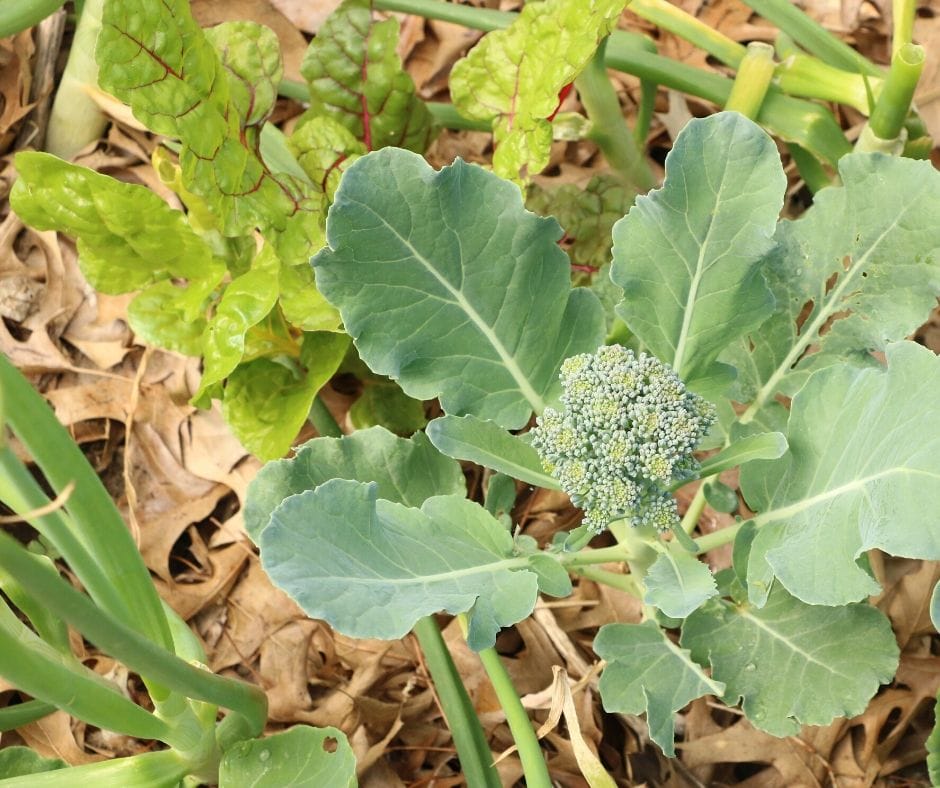 If you want to garden in winter and year-round, you can do it. Check out what to do in the garden in January and February.