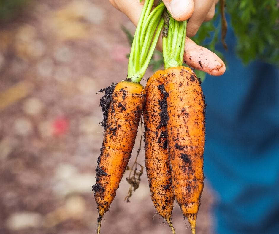 Carrots picked fresh from the garden in December