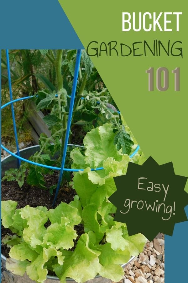Garden in a big bucket with tomato and lettuce growing together