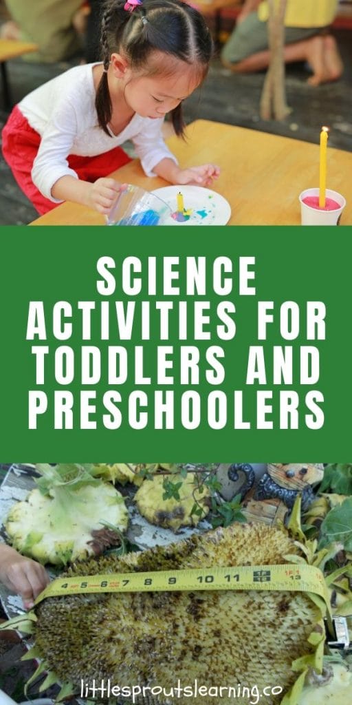 a child pouring wax into a plate and a measuring tape measuring a sunflower head