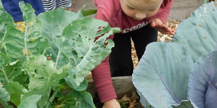 Gardening affects the whole person. It changes your mood. It teaches us. Kids can learn a ton in the garden, but gardening with kids affects mind body and soul