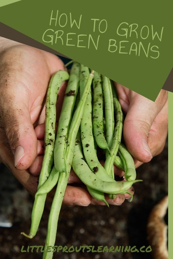Hands holding a bunch of green beans with soil on them