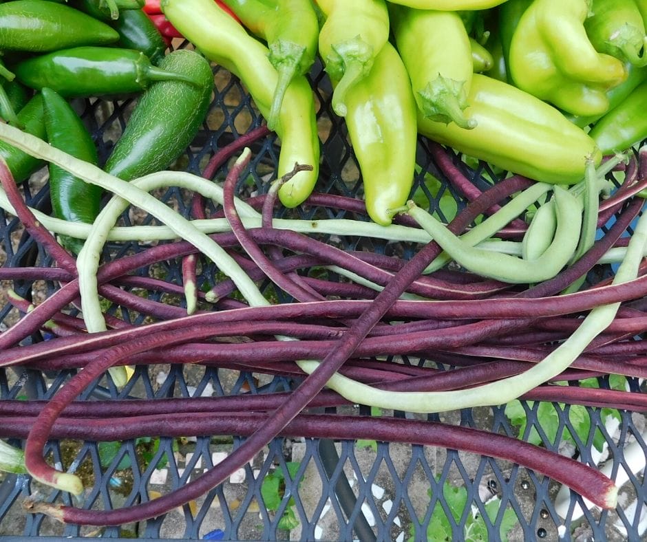 asian long beans and peppers from the garden