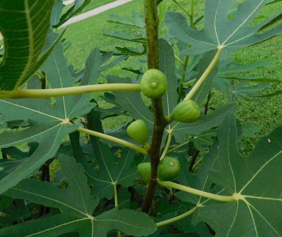 figs growing on a fig bush