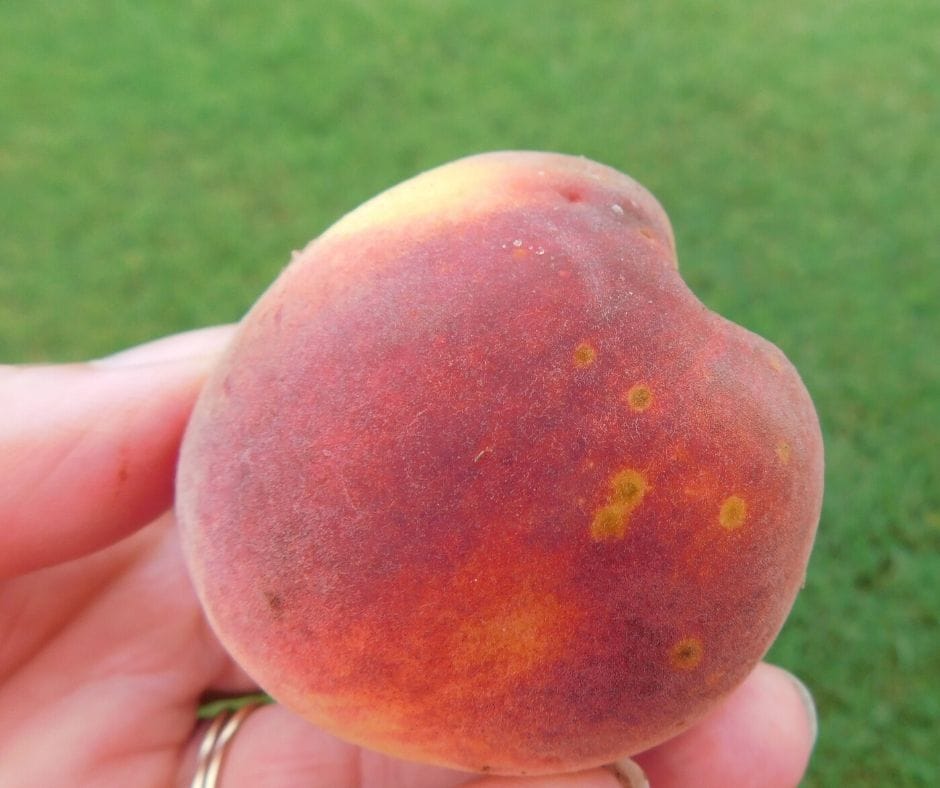 fresh home grown peach right off the tree