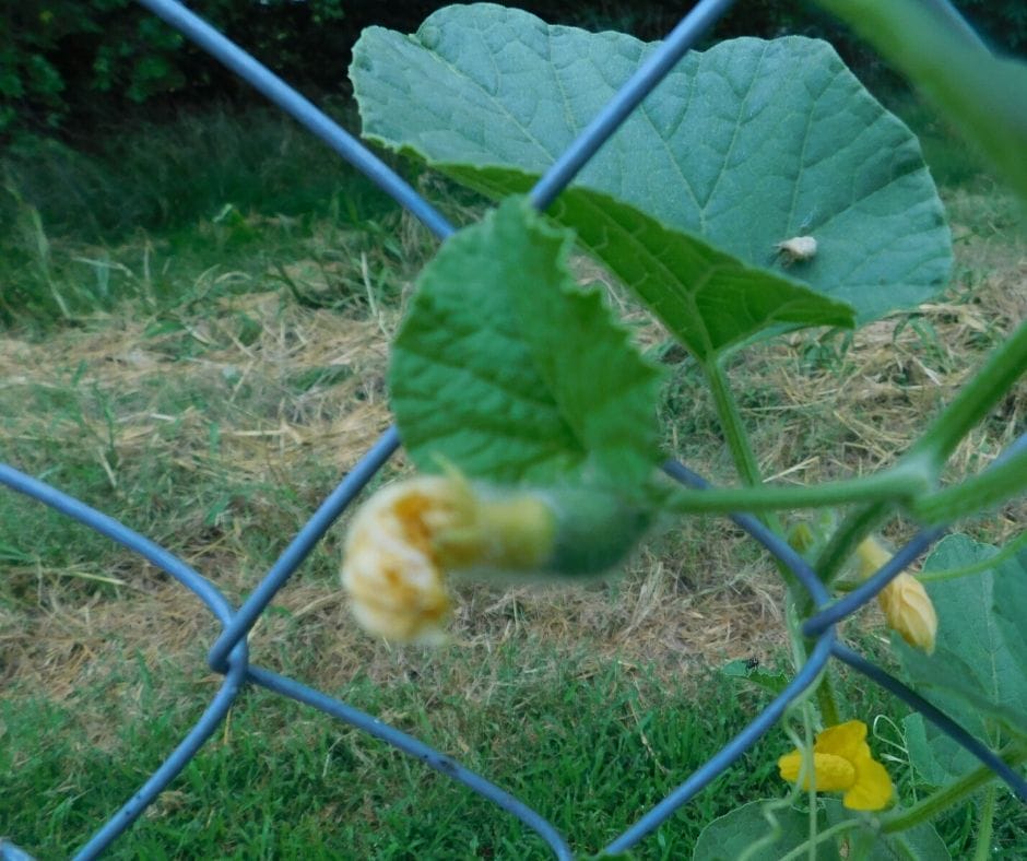 canteloupe growing in the garden