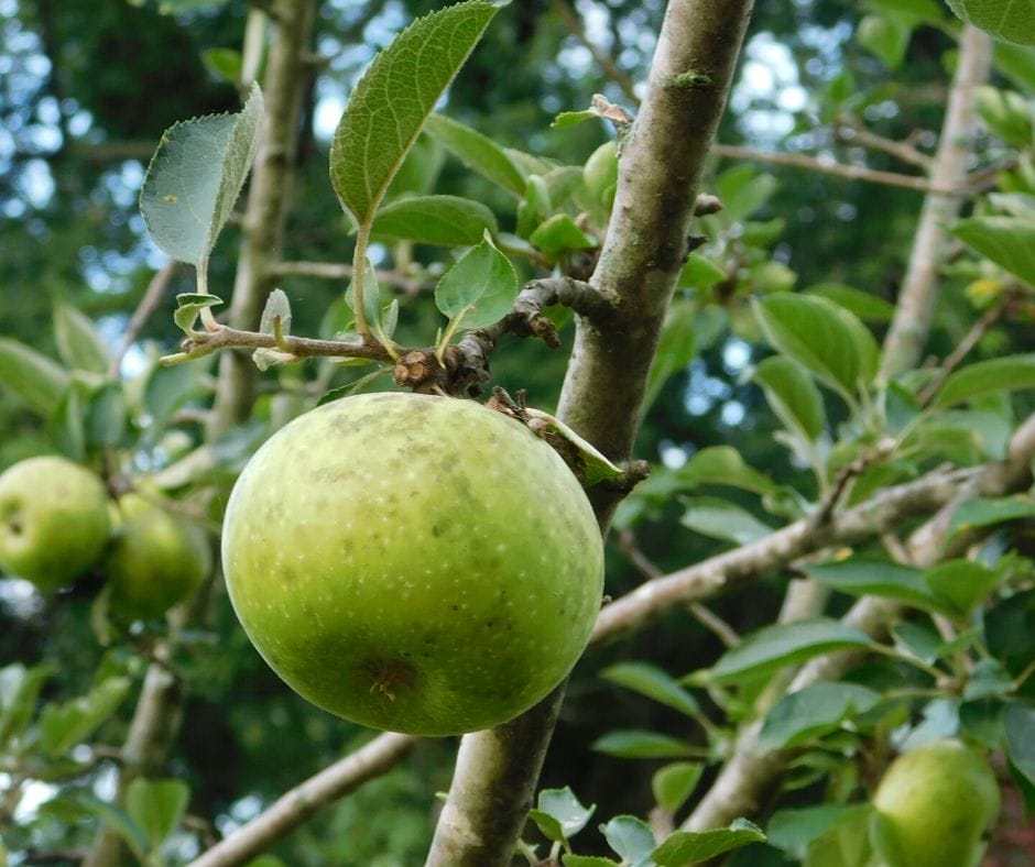 apple growing on apple tree how to grow fruit