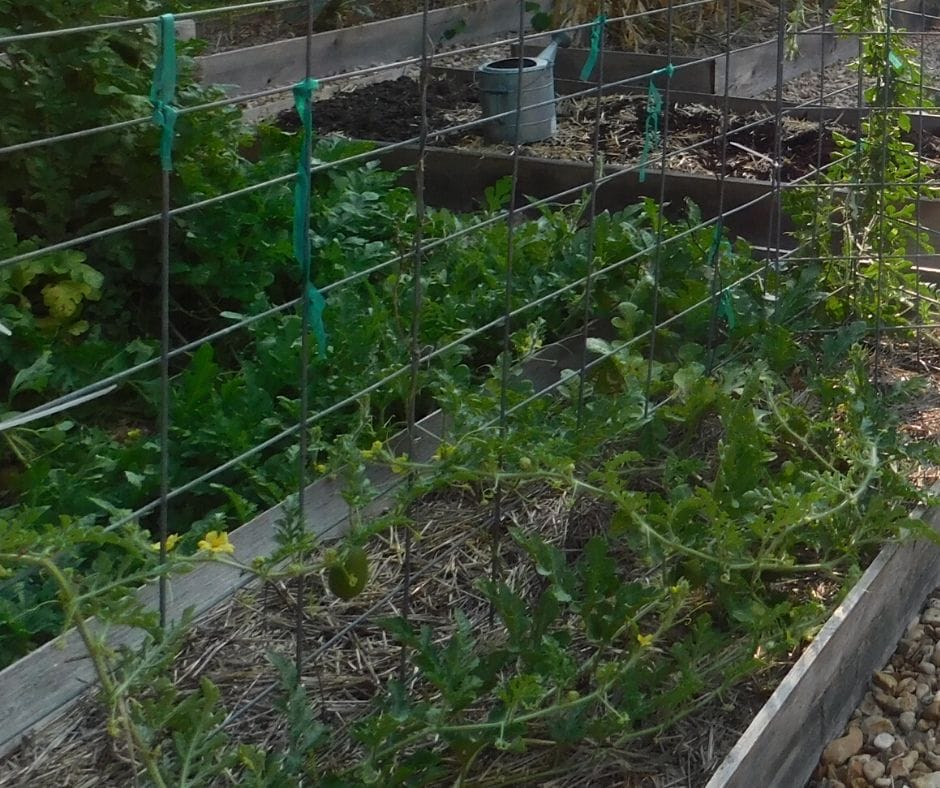 watermelon vines in the garden