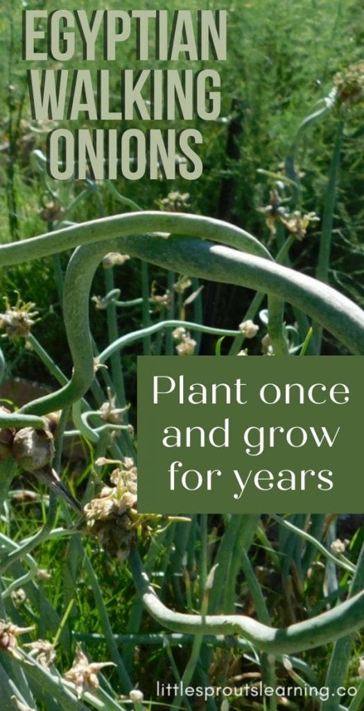 EGYPTIAN WALKING ONIONS: Did you know there were perennial onions that keep growing in your vegetable garden without replanting?
