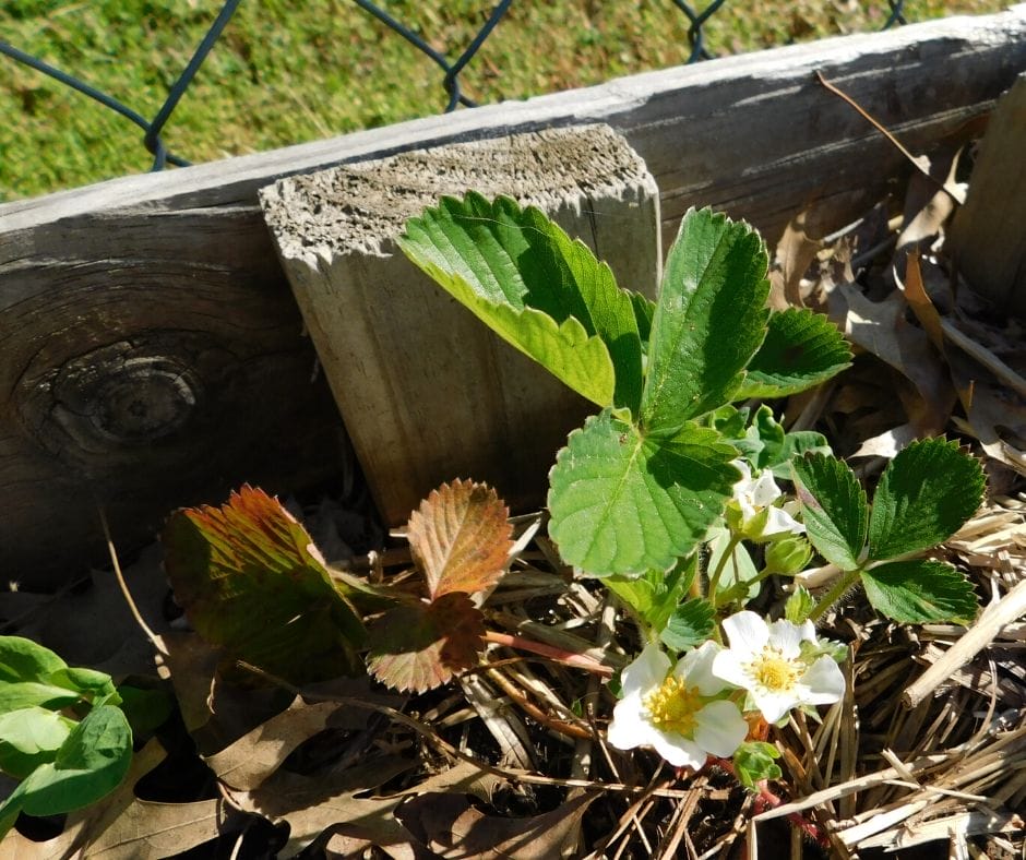 strawberry plants growing