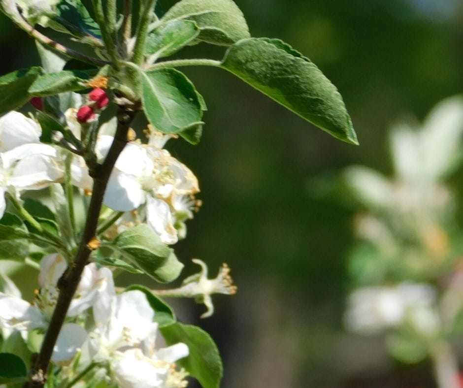 apple blossoms on apple tree, how to grow fruit