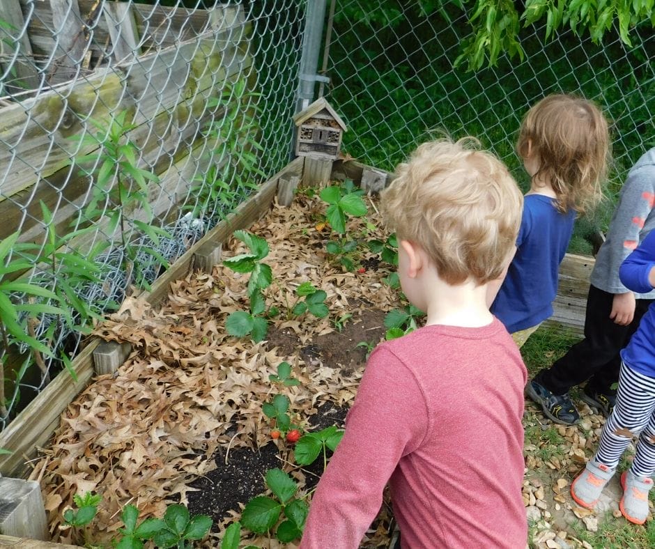 kids picking strawberries from the garden