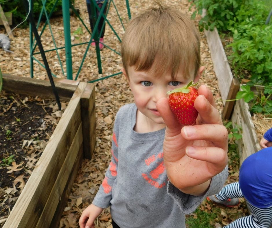 kids learning how to grow fruit, picking strawberries