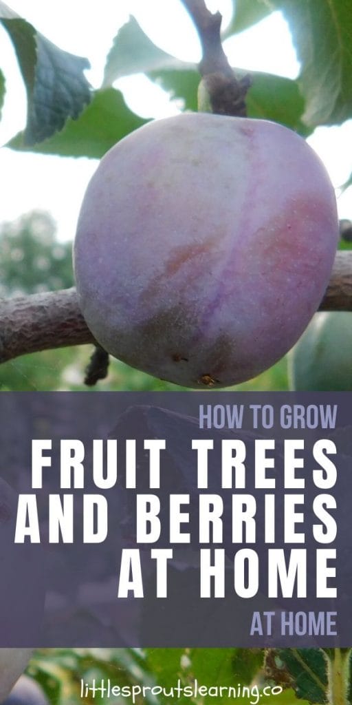 plum growing on a fruit tree