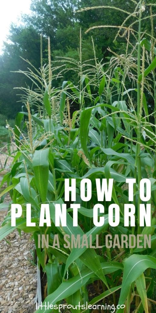 Growing corn in your home garden is fairly simple. As long as you provide the plants enough water and keep the pests at bay, you’ll have corn success!