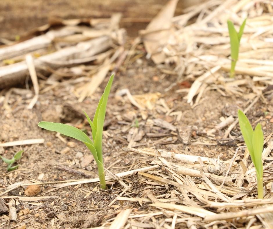 corn seedlings growing in the preschool garden so kids can learn how to grow corn