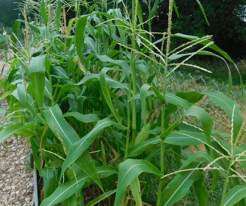 corn growing in the garden