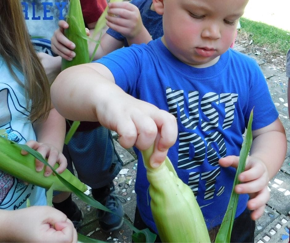 kids learning how to grow corn in the garden with ears of fresh picked corn, shucking it