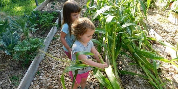 Learning how to plant corn in your garden is simple. As long as you provide the plants enough water and keep the pests at bay, you’ll have corn success!