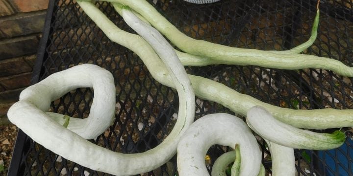 Chinese python snake beans are quite interesting to grow. They are simple to get started, grow like crazy and produce a ton of produce in the vegetable garden.